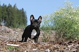 BOULEDOGUE FRANCAIS 283